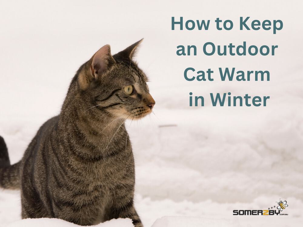 How to Keep an Outdoor Cat Warm
