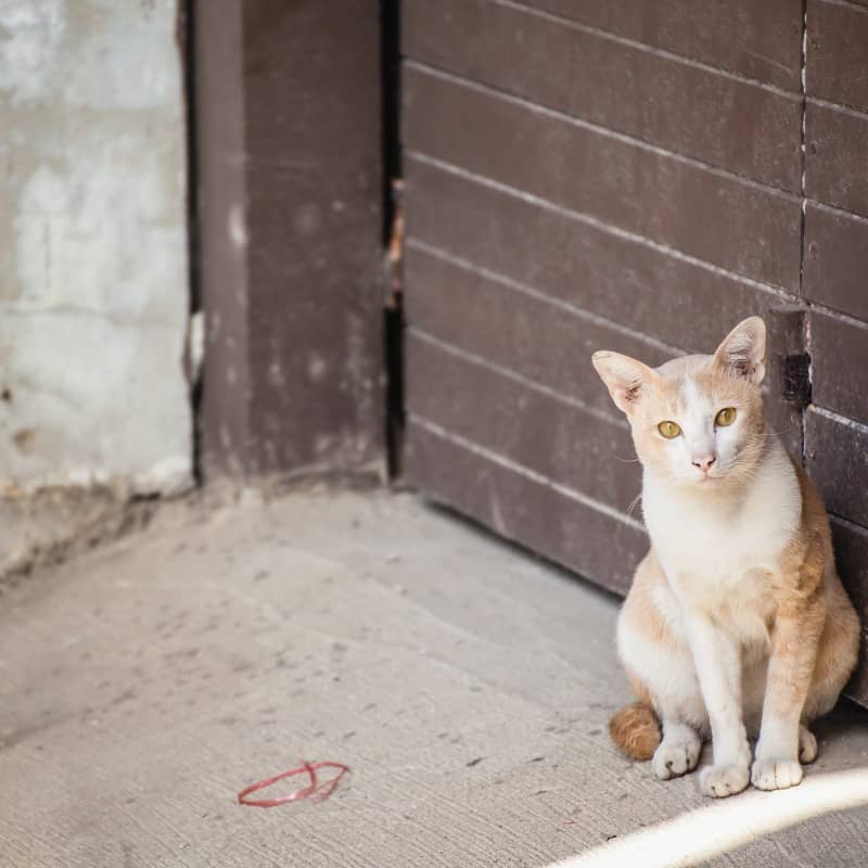 Identifying a stray cat