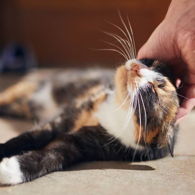 8 Common Cat Sounds Decoded: Why Cats Purr, Meow and Yowl