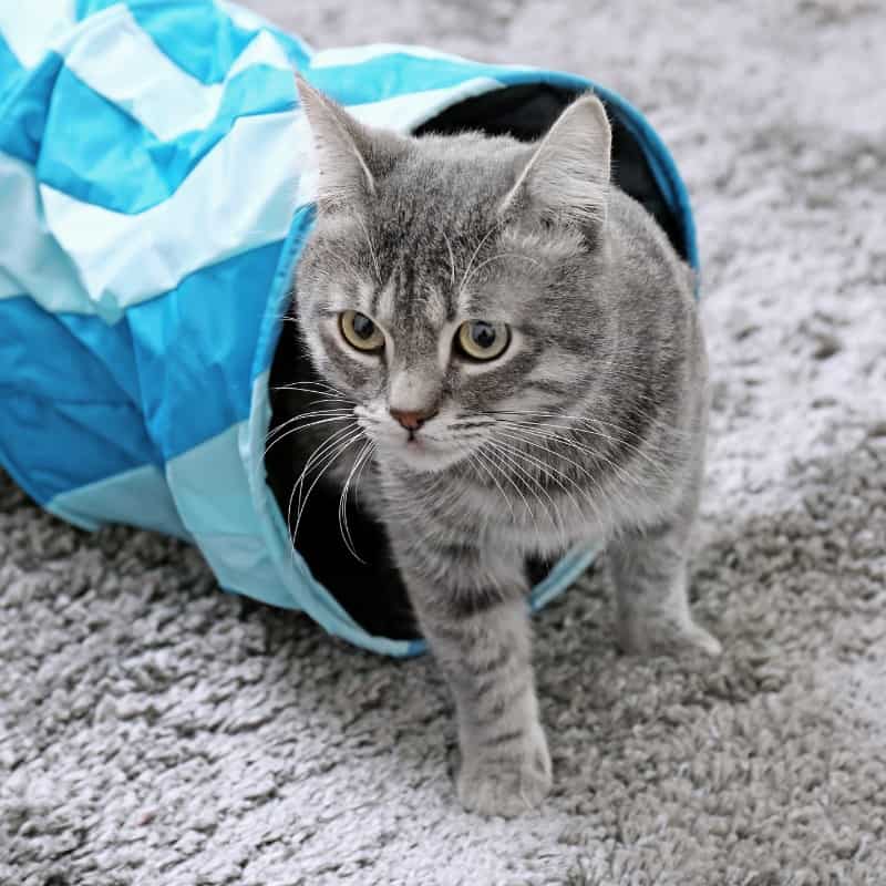 Safety Considerations When Using Tunnels with Cats