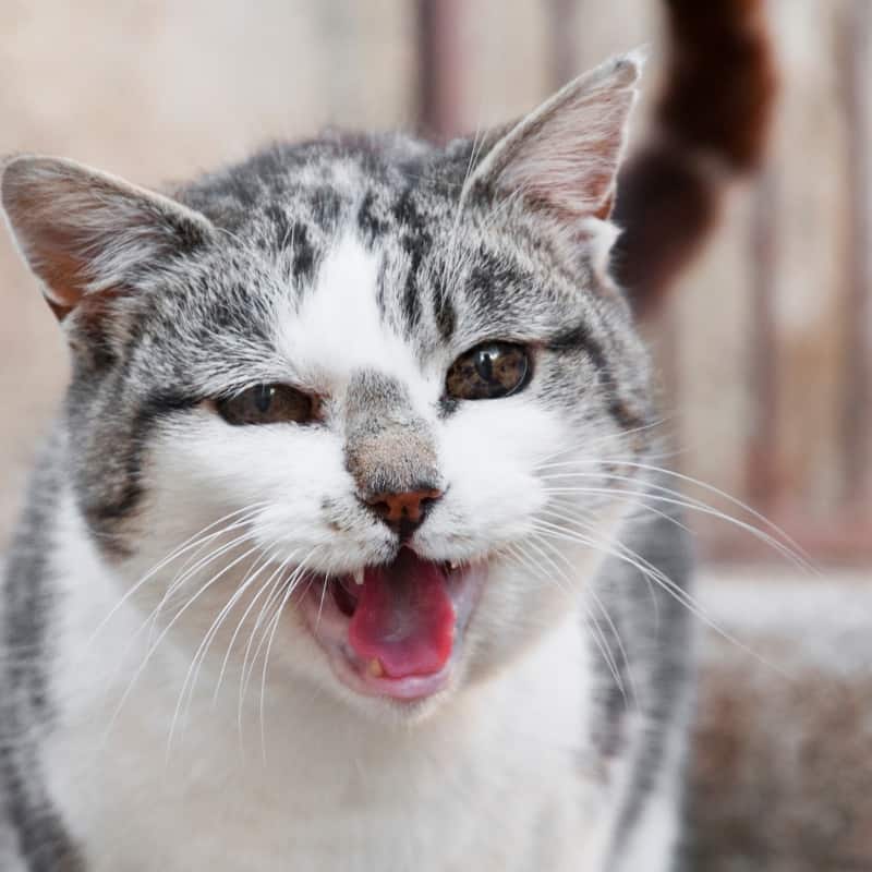 Angry Cat Noises: Decode Common Cat Sounds With This Guide