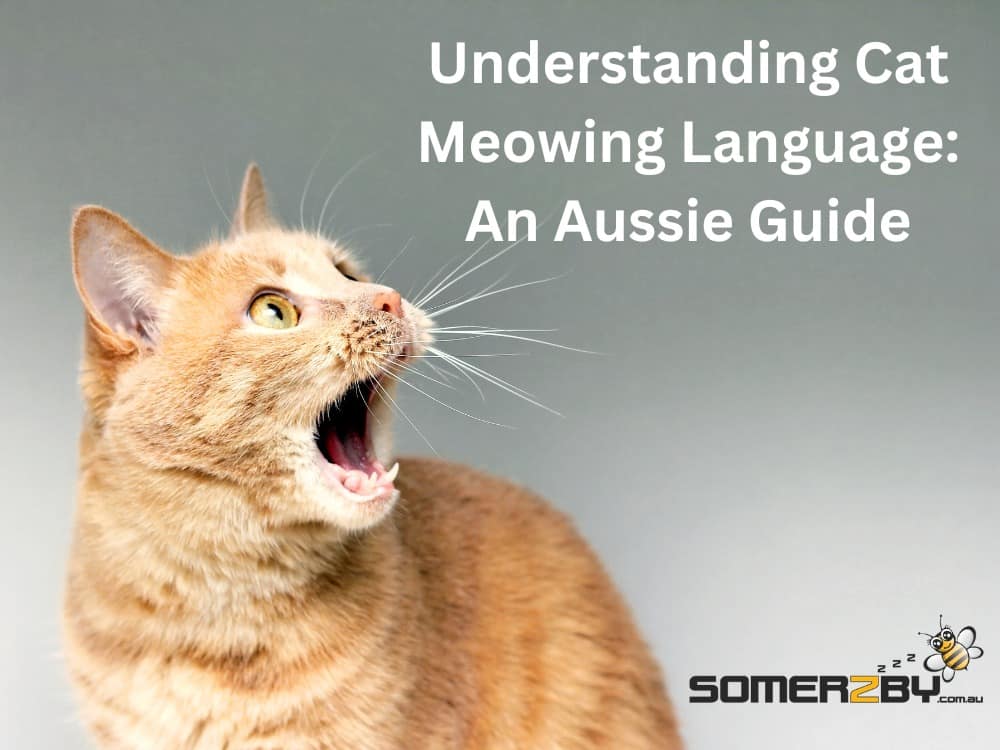 Understanding Cat Meowing Language