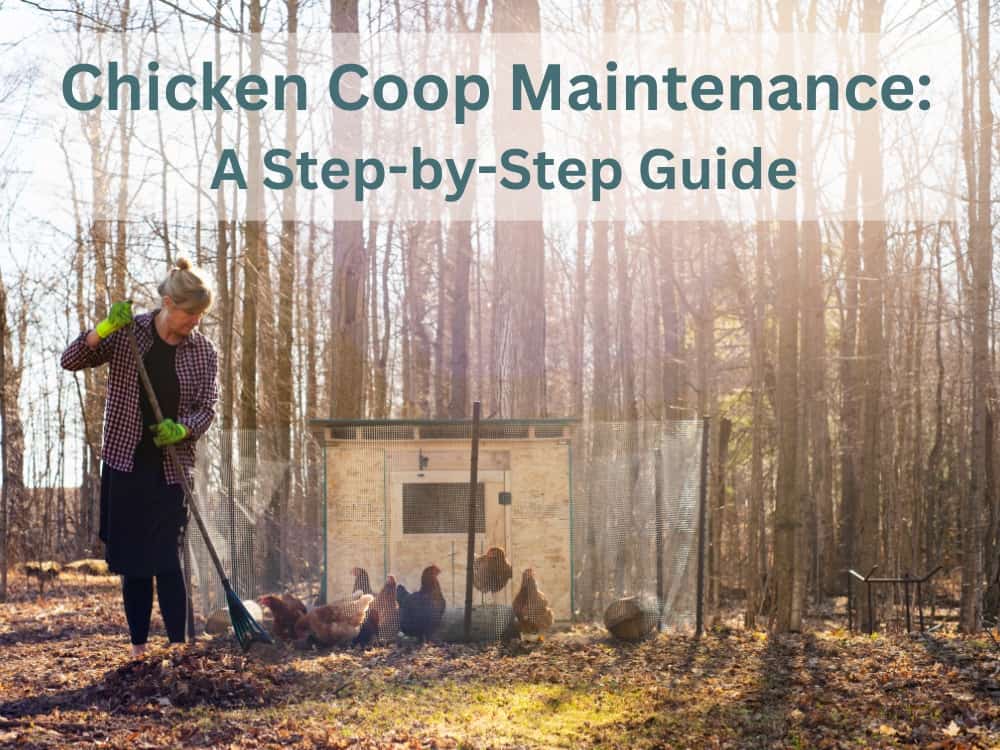 Chicken Coop Maintenance- A Step-by-Step Guide