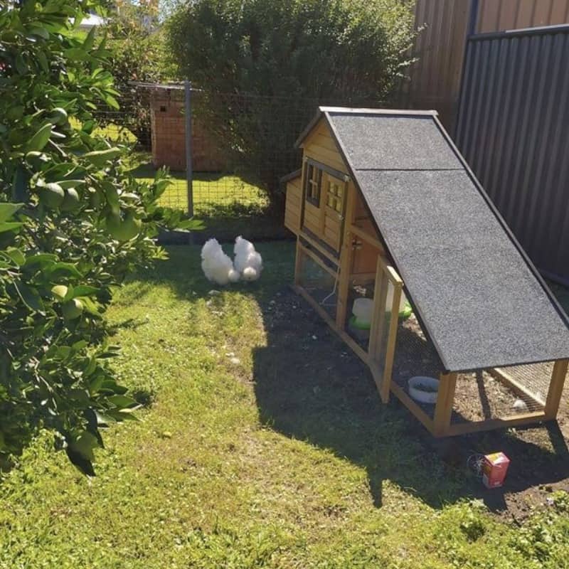 How Often Should I Clean My Backyard Chicken Coop?