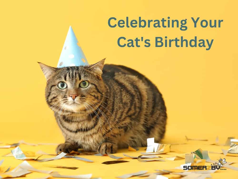 Celebrating Your Cat's Birthday with a Party
