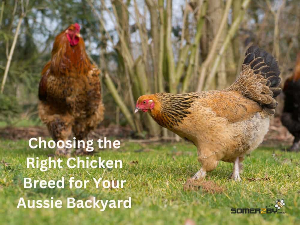 Choosing the Right Chicken Breed for Your Aussie Backyard
