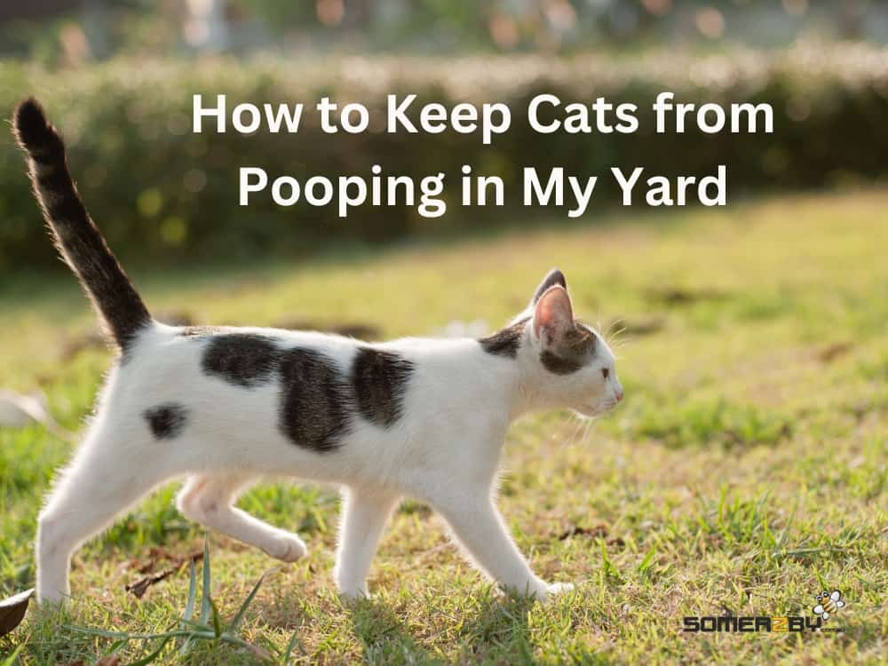 How to Keep Cats from Pooping in My Yard