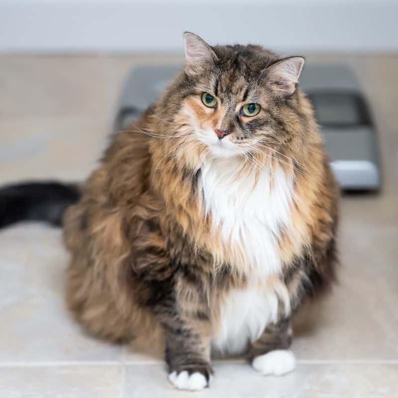 Is My Cat Overweight?