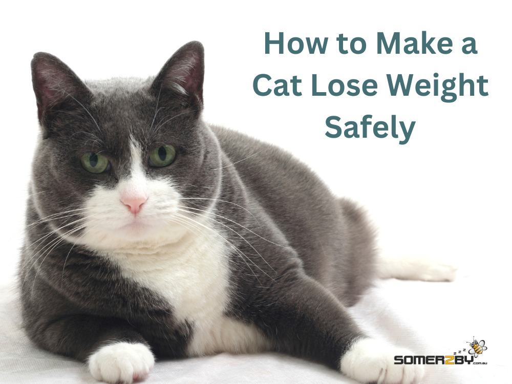 Practical Tips - How to Make a Cat Lose Weight Safely