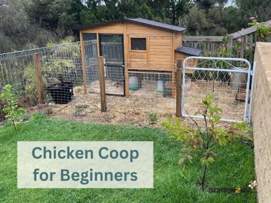 Chicken Coop for Beginners- Your Aussie Starter Guide