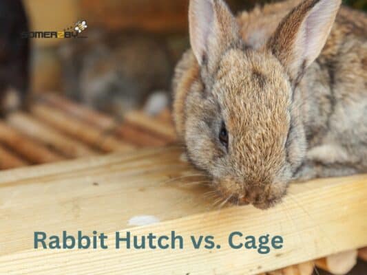 Rabbit Hutch vs. Cage - Choosing the Best for Your Bunny