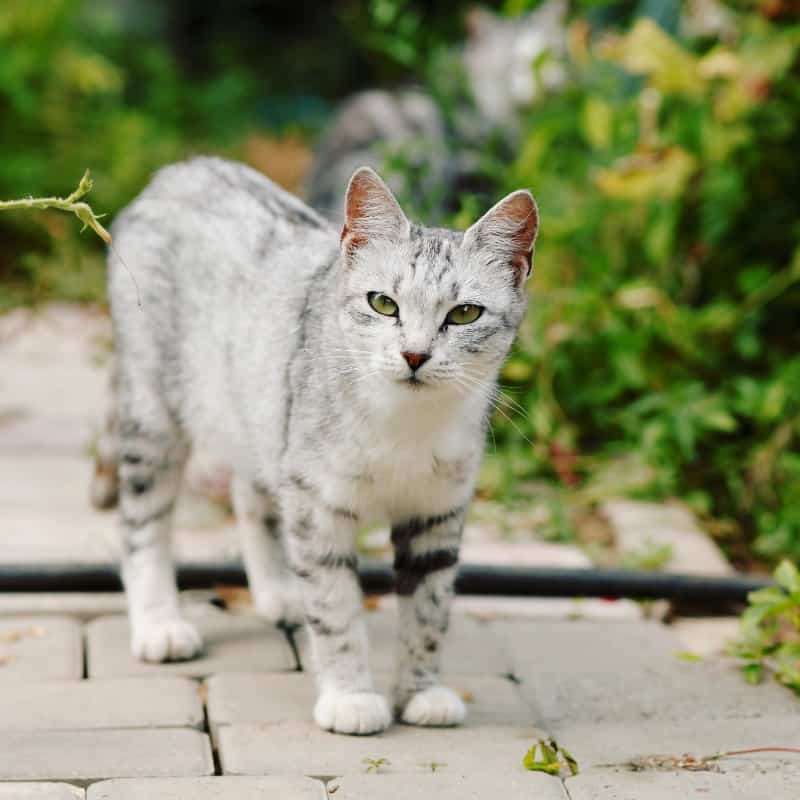 Understanding the Cat Intrusion Problem