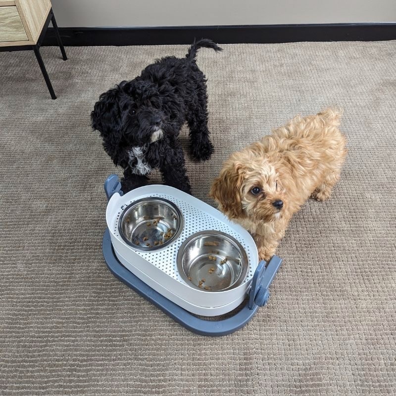 All For Paws 3-in-1 Elevated Food Bowl