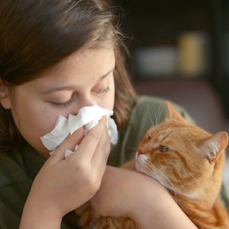 Allergy Free Cats - Fact or Fiction?