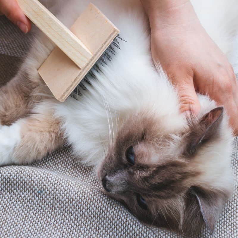 Care and Maintenance for Hypoallergenic Cats