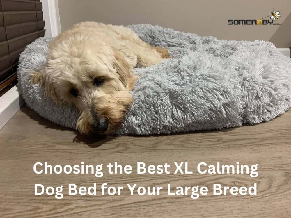Choosing the Best XL Calming Dog Bed for Your Large Breed