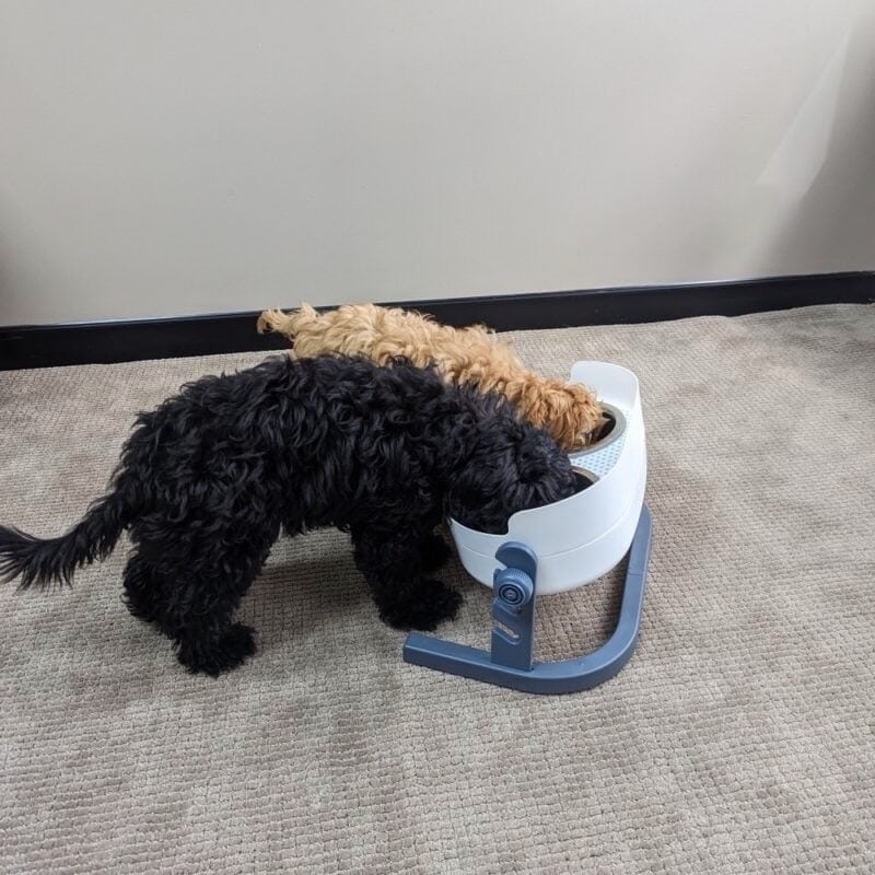 Choosing the Right Height for Your Dog’s Raised Bowl