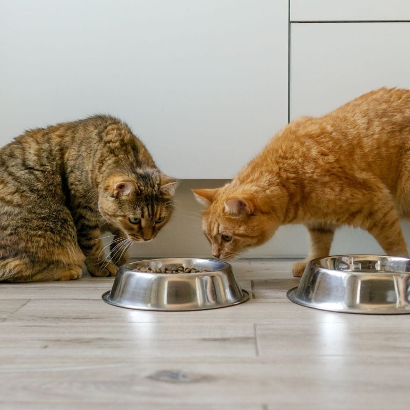 Keep offering smaller pieces of the healthy treat alongside familiar wet or dry food
