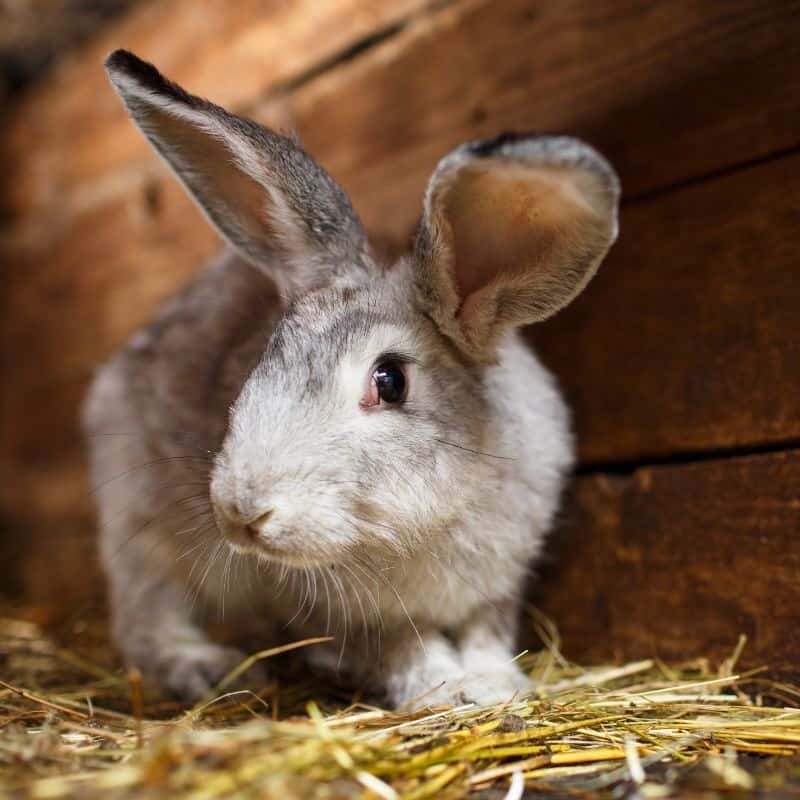 Maintenance Tips for an Insulated Rabbit Hutch