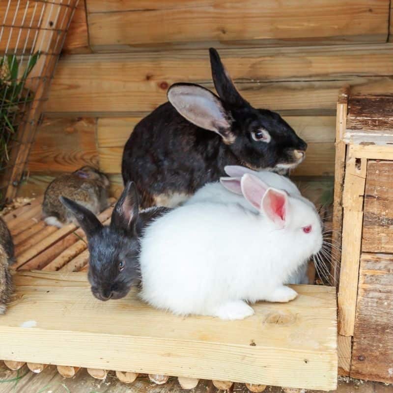 Other Ways to Keep Your Rabbit at a Comfortable Temperature
