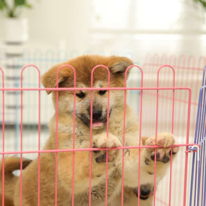 Puppy playpens can also be beneficial in assisting with crate training