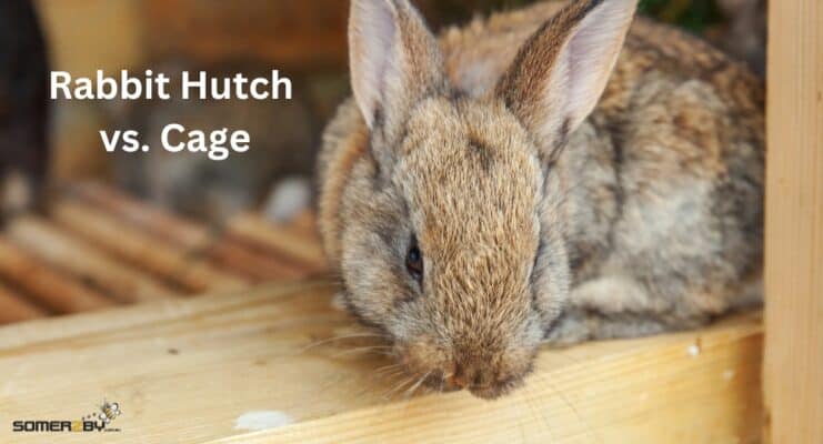 Rabbit Hutch Vs Cage