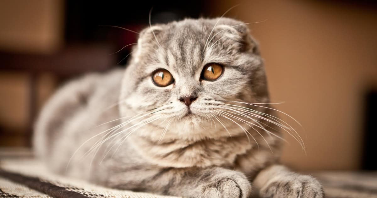 A Scottish Fold cat with its signature ears folding back.