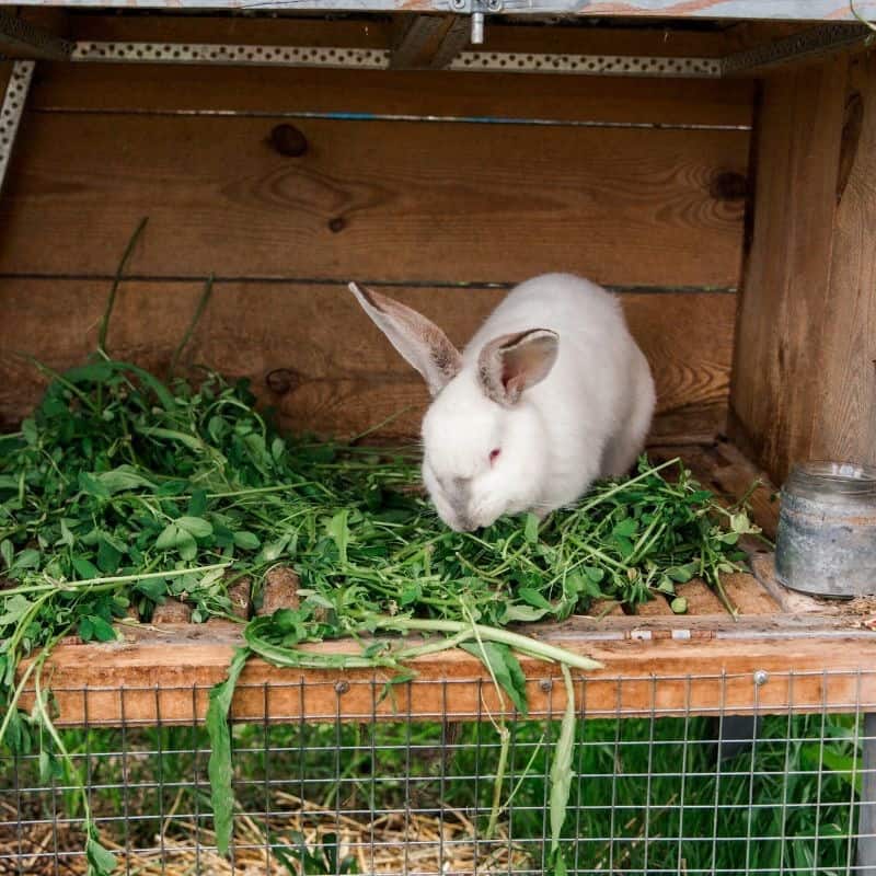 Understanding the Importance of Proper Insulation for Rabbit Hutches