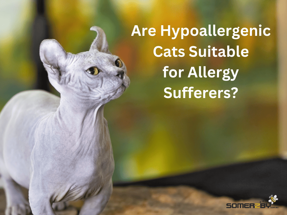 Are Hypoallergenic Cats Suitable for Allergy Sufferers?
