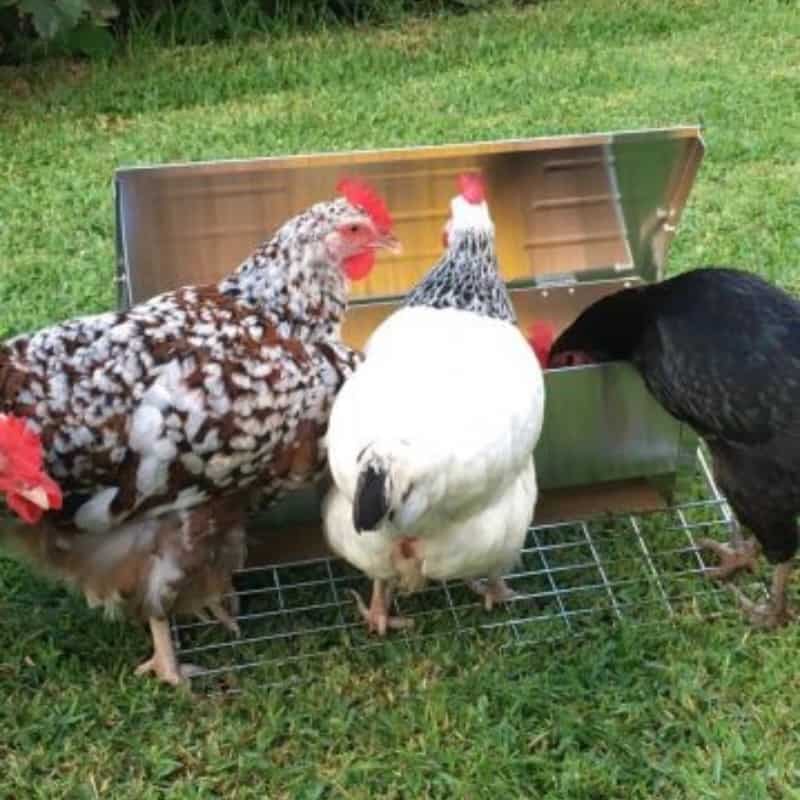 Balanced Diet for Chickens