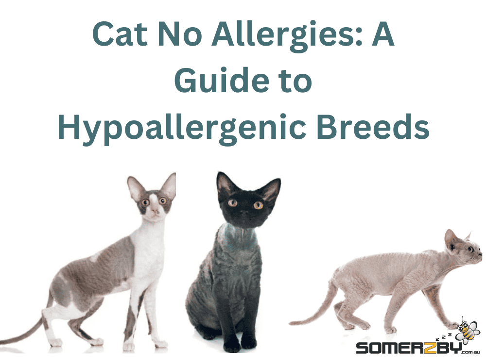 Cat No Allergies- A Guide to Hypoallergenic Breeds