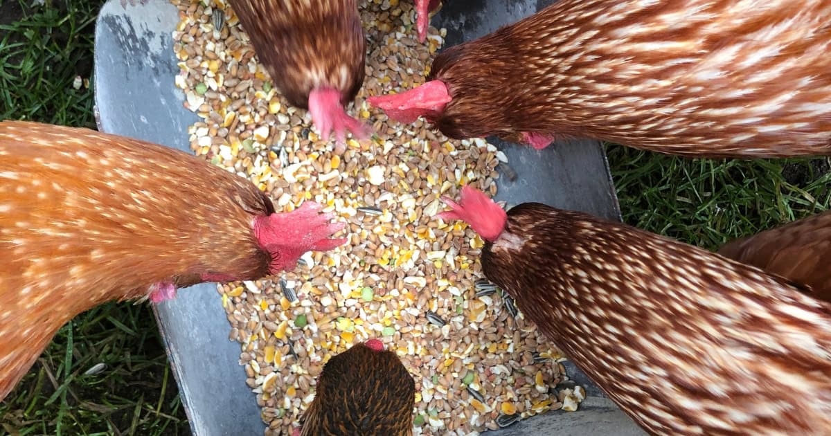 Chickens being fed