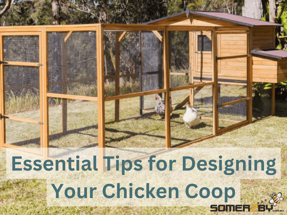 Essential Tips for Designing Your Chicken Coop