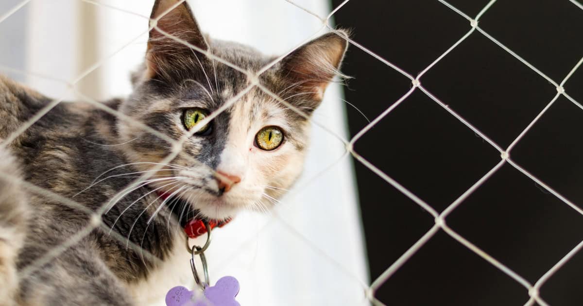 Factors to Consider When Choosing Cat Netting