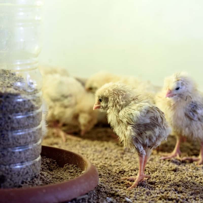Feeding Chicks vs. Adult Chickens