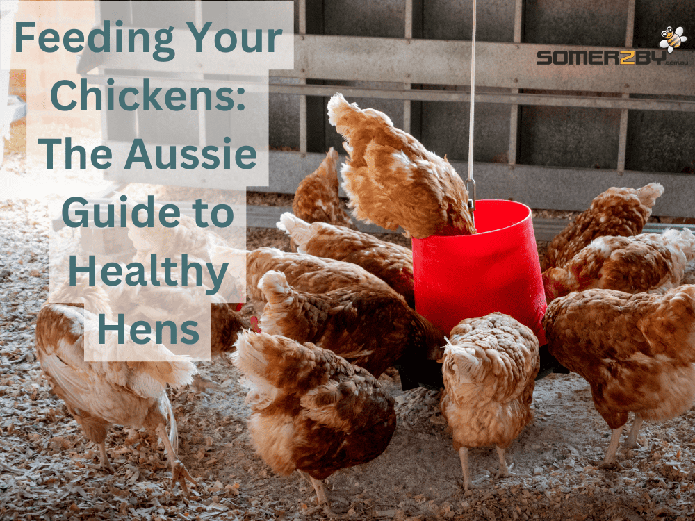 Feeding Your Chickens- The Aussie Guide to Healthy Hens