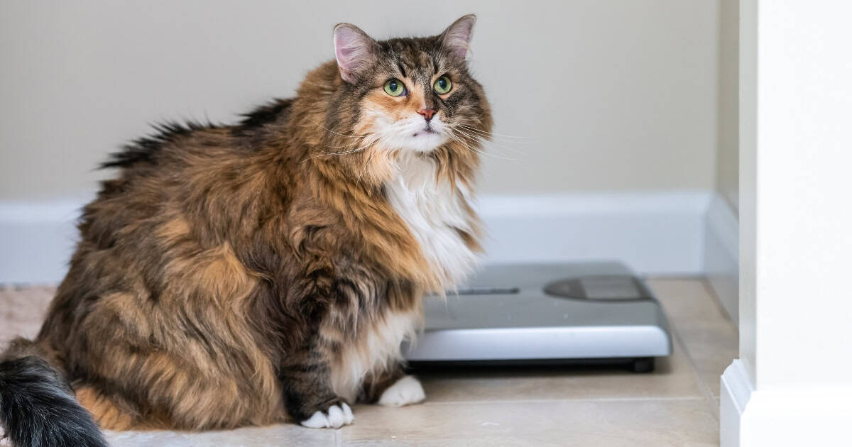 Is My Cat Overweight