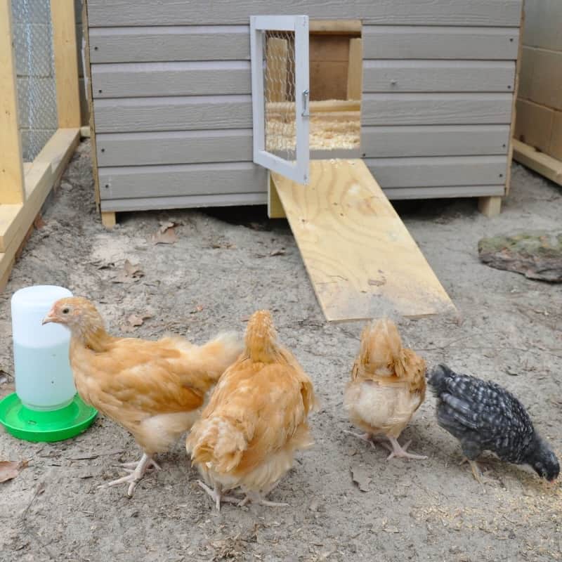 The Role of Grit When Feeding Your Chickens