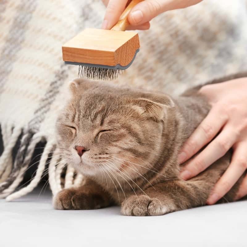Treatment for Cat Allergies
