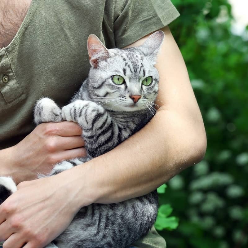 Understanding Hypoallergenic Cats