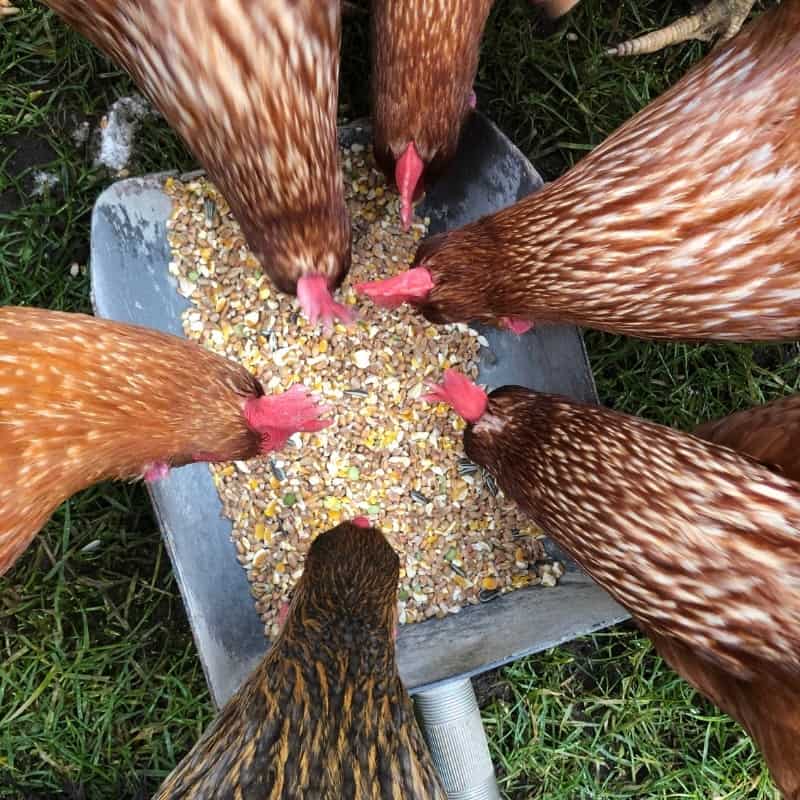 Understanding the Basics of Chicken Nutrition