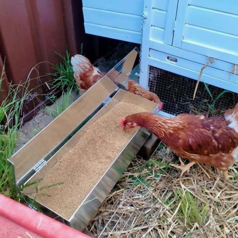 DIY Tips for Protecting Your Chicken Coop From Mice