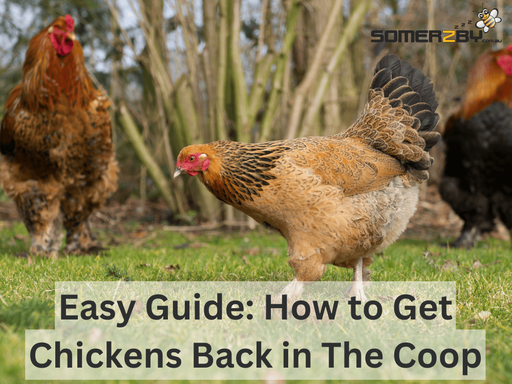 Easy Guide - How to Get Chickens Back in Coop