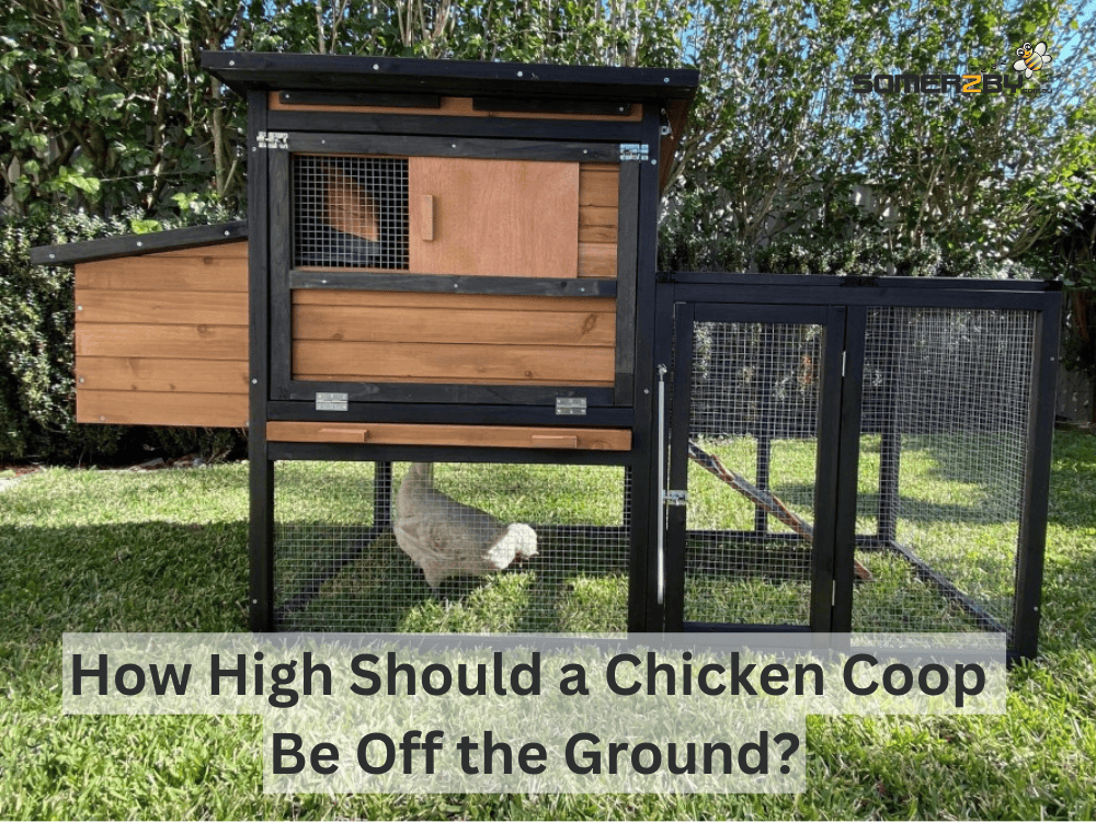 How High Should a Chicken Coop Be Off the Ground?
