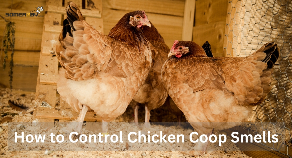 How to Control Chicken Coop Smells