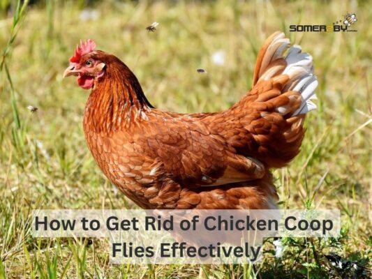 How to Get Rid of Chicken Coop Flies Effectively