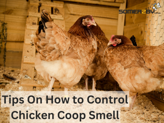 Tips On How to Control Chicken Coop Smell