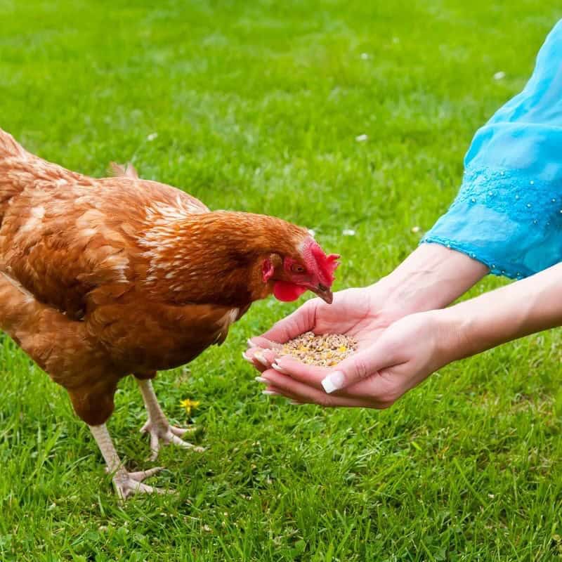 Training Your Chicken To Sleep In Their Coop