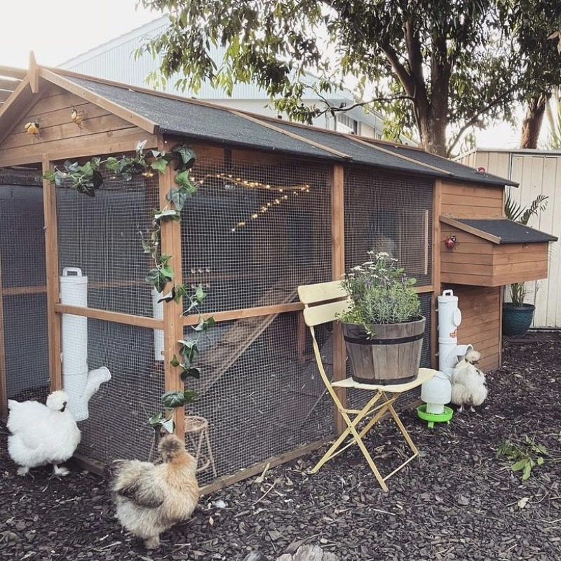 When you’re planning where to set up your chook house, think about sun and shade