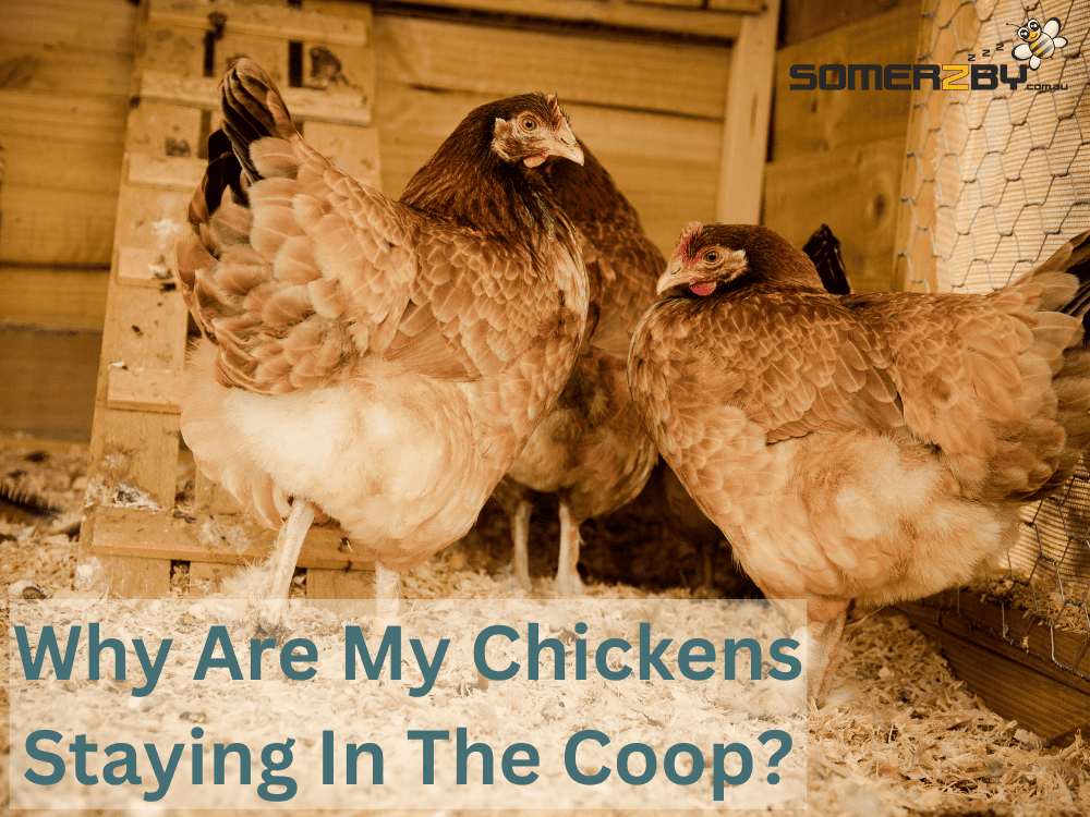 Why Are My Chickens Staying in the Coop?